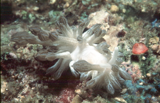 Phyllodesmium spD